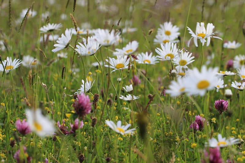 wildflower meadow