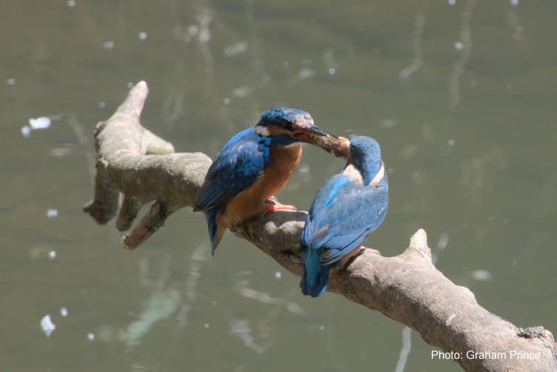 Kingfishers on the River Dove in Mayfield; Staffordshire