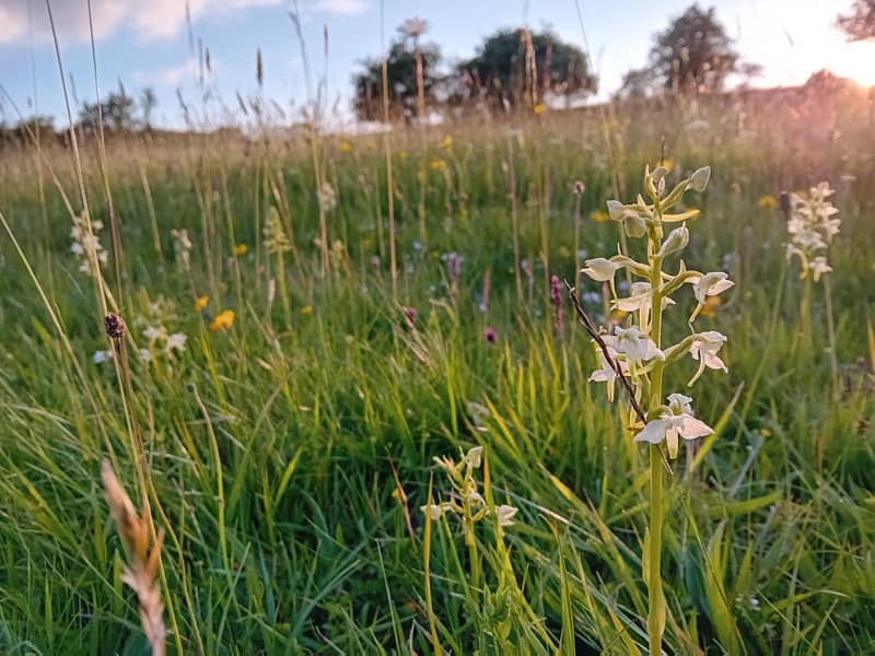 Orchid and cowslip meadow, Derbyshire